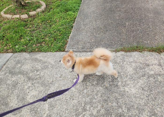 dog training in new orleans la