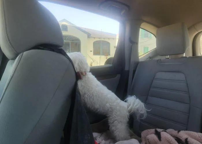 Pet Taxi New Orleans