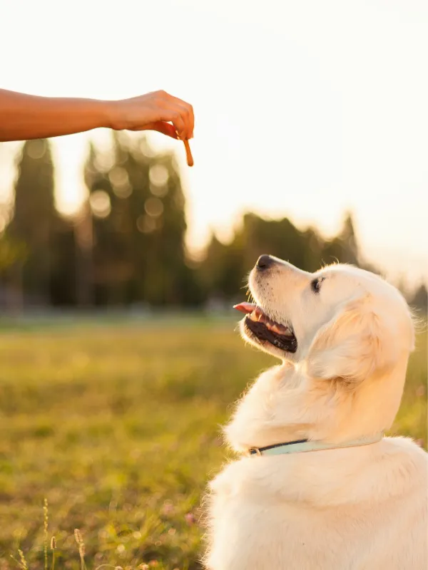 dog boarding in new orleans area