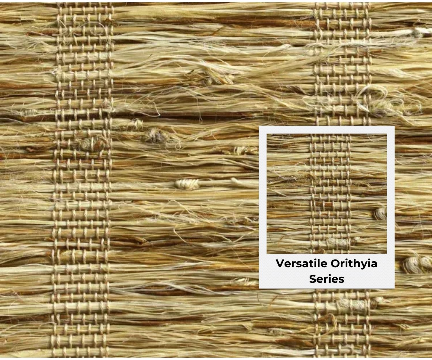 versatile orithyia series
