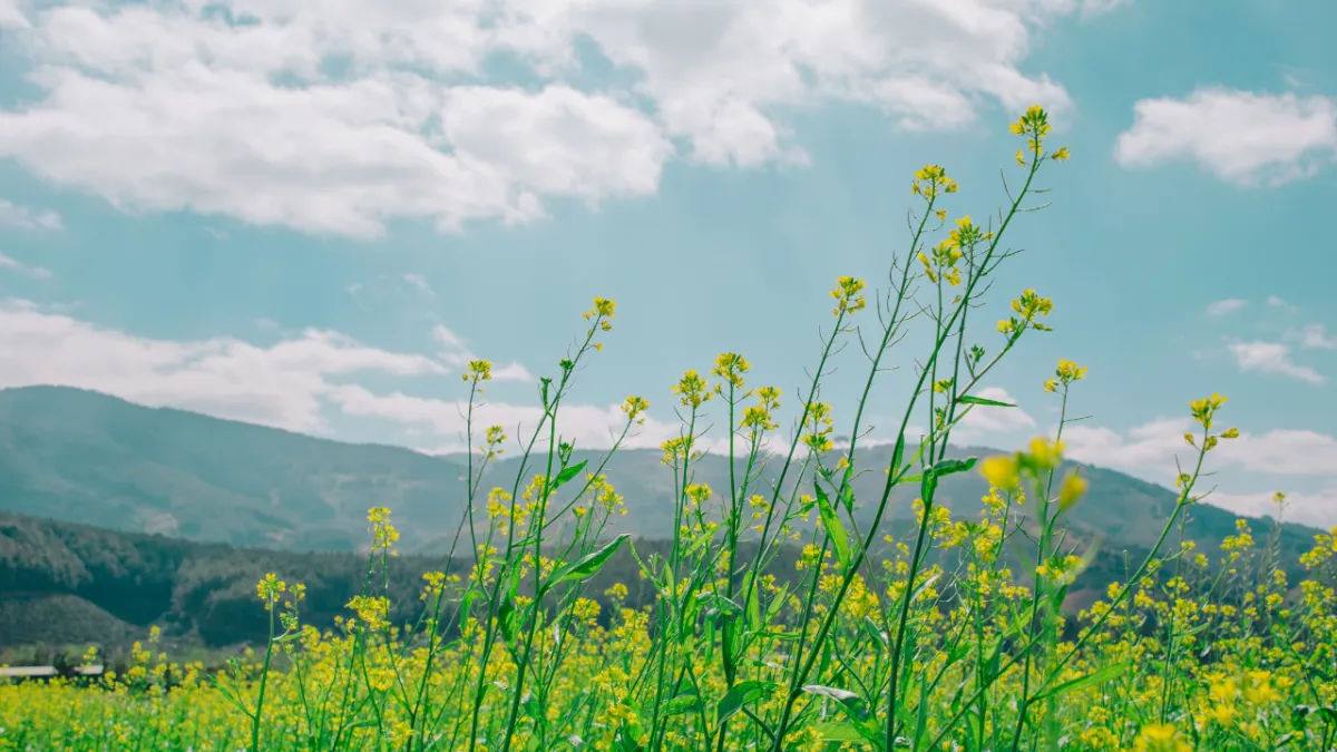 Expand Your Intuitive Gifts: A Special Event for Practitioners
