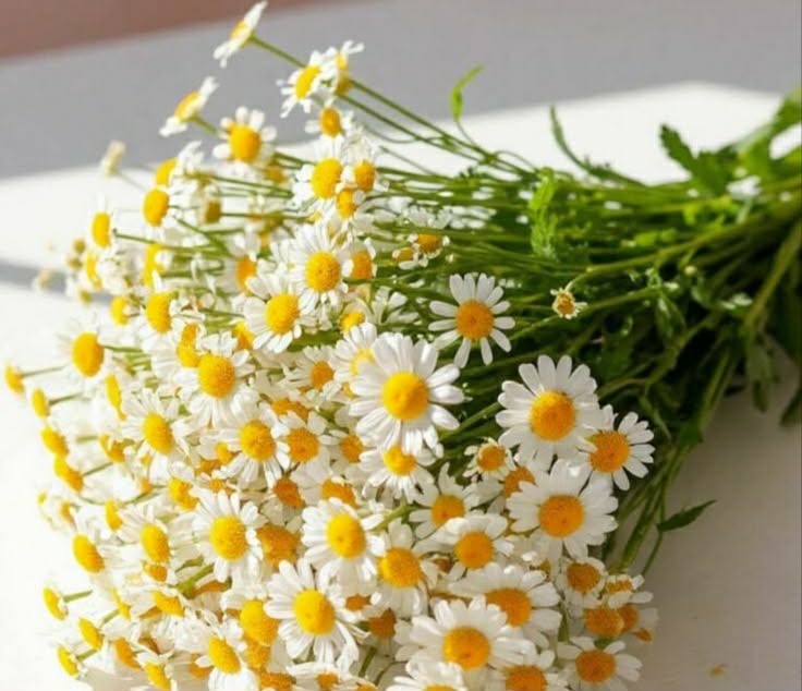 6-Week Program by Janell Warkentin