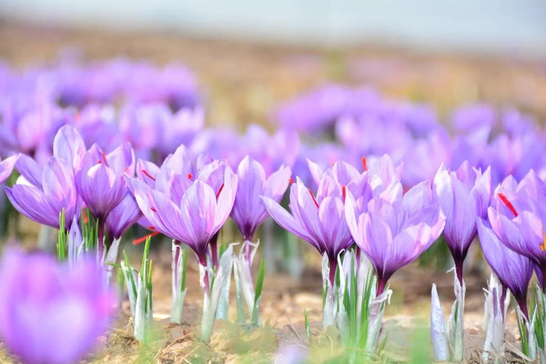 selective focus photo of plant spouts