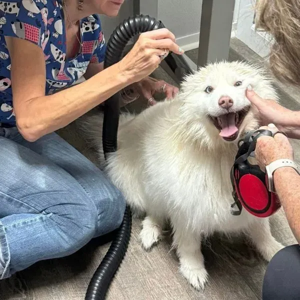 multiple employees grooming a tempermental dog