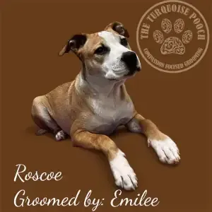 Dog Roscoe