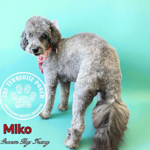 Dog Miko turning around posing after a fresh groom