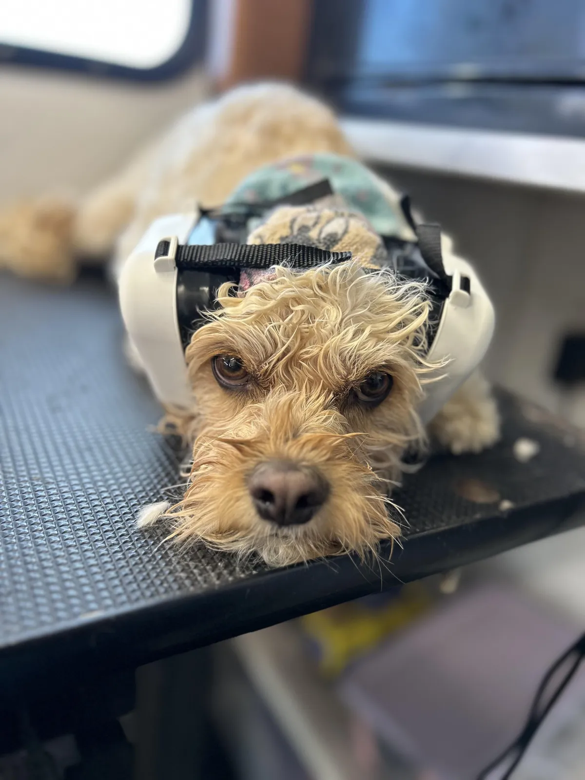 Our emotional support human comforting a dog so he feels comfortable