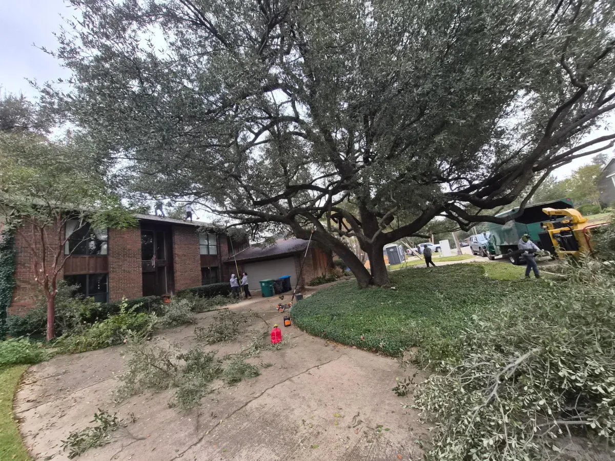 Tree Trimming Dallas-Fort Worth