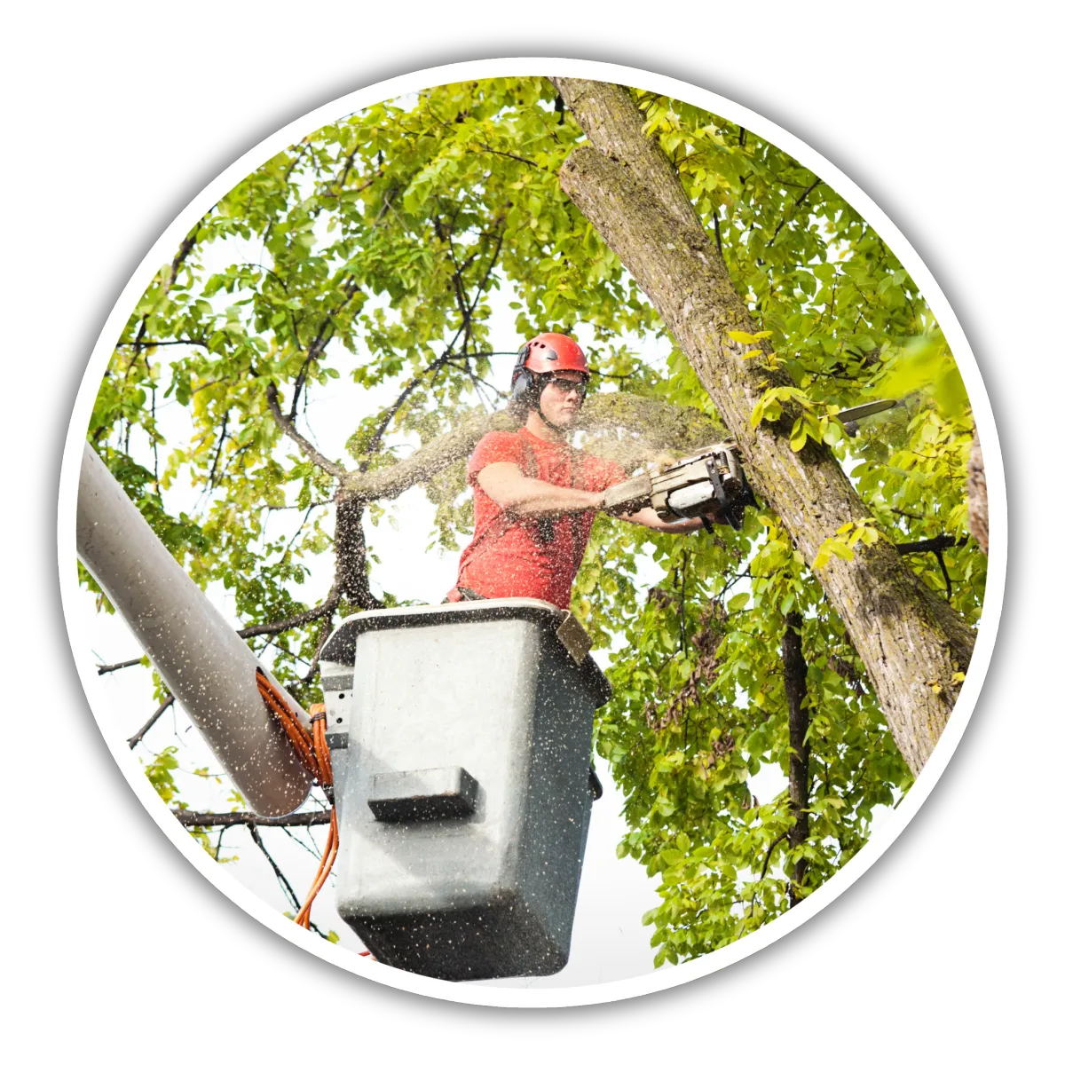 Tree Services