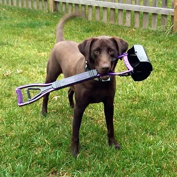 Bloomington Animal Waste Cleanup