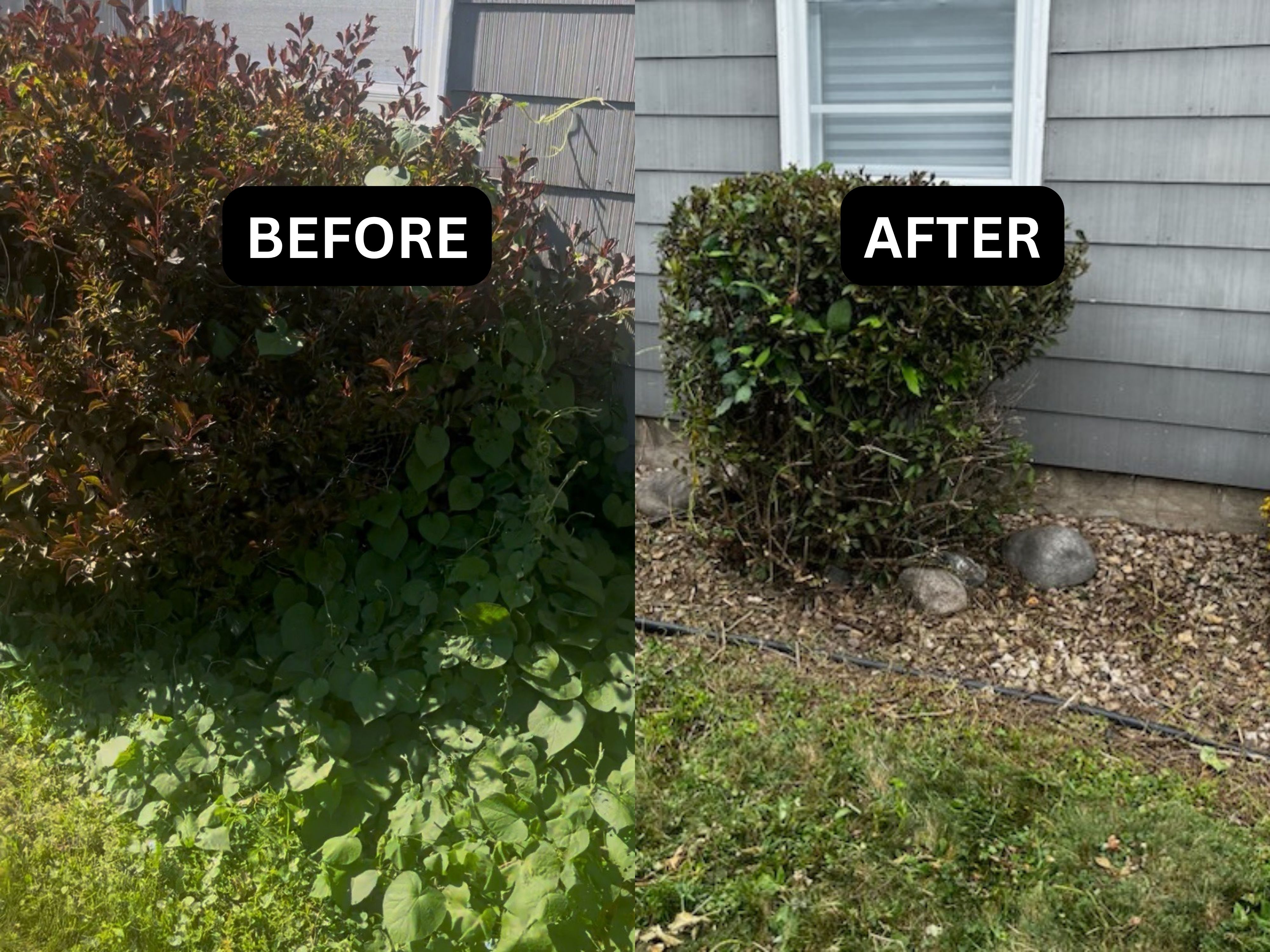 Hedge Trimming Minneapolis
