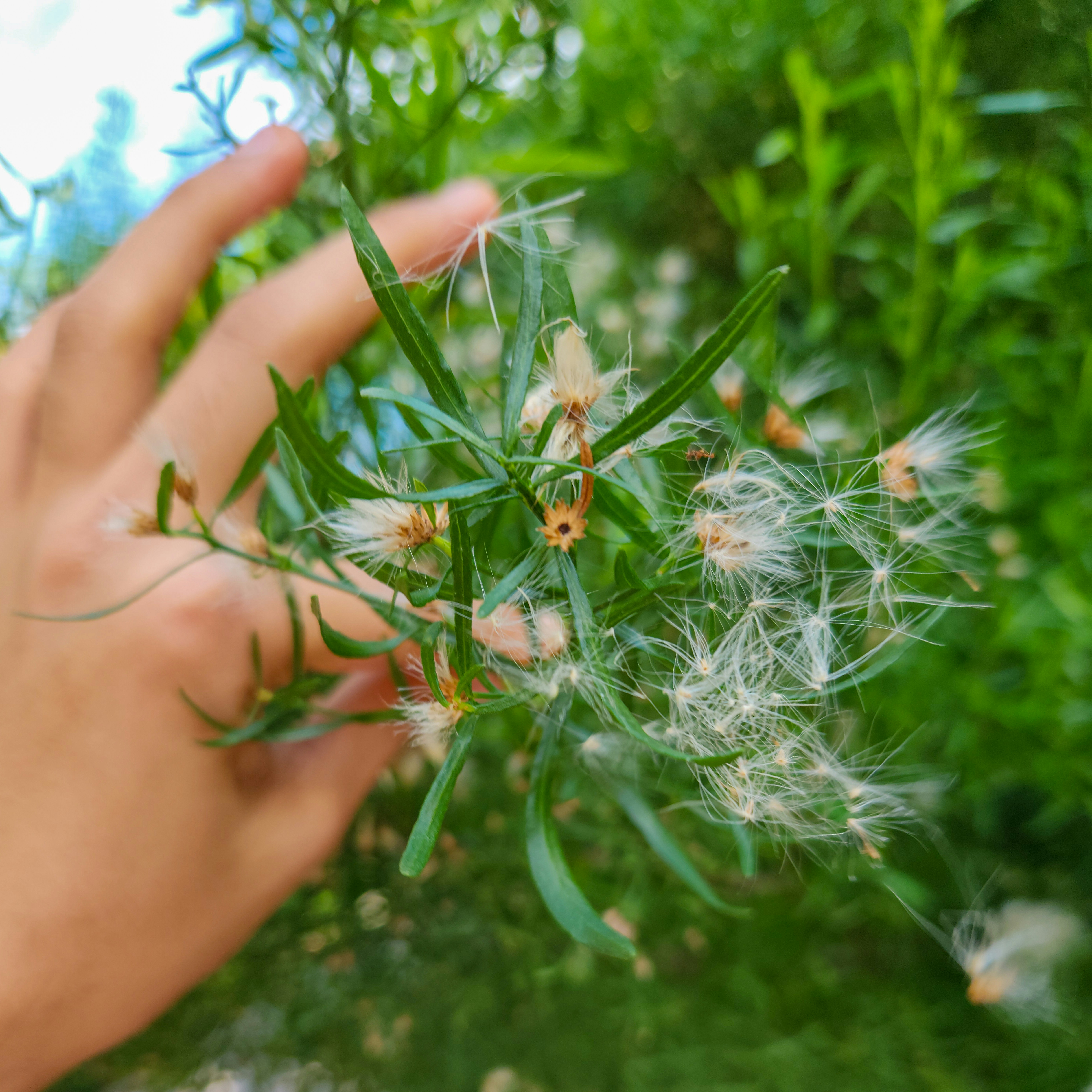 Bloomington Weed Control