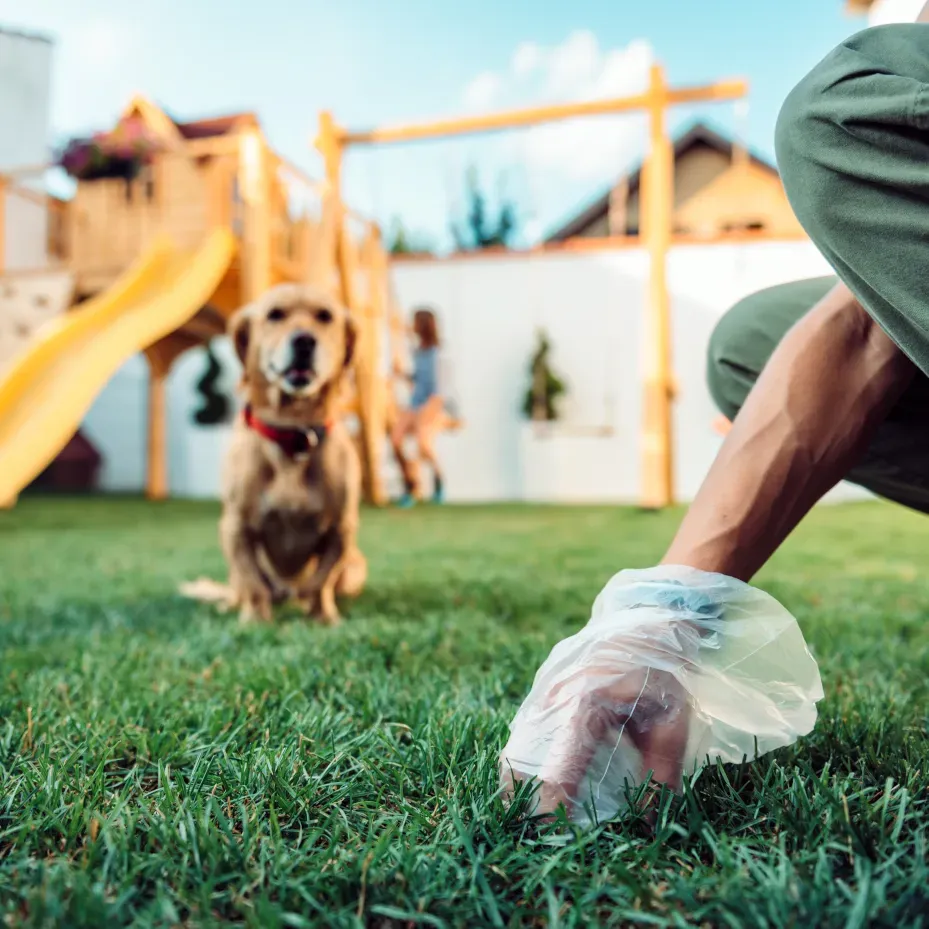 Animal Waste Cleanup in Minneapolis