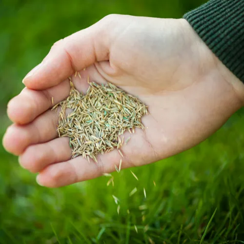 A hand full of seed spreading it on the grass