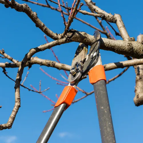 A pair of shears are cutting a tree branch