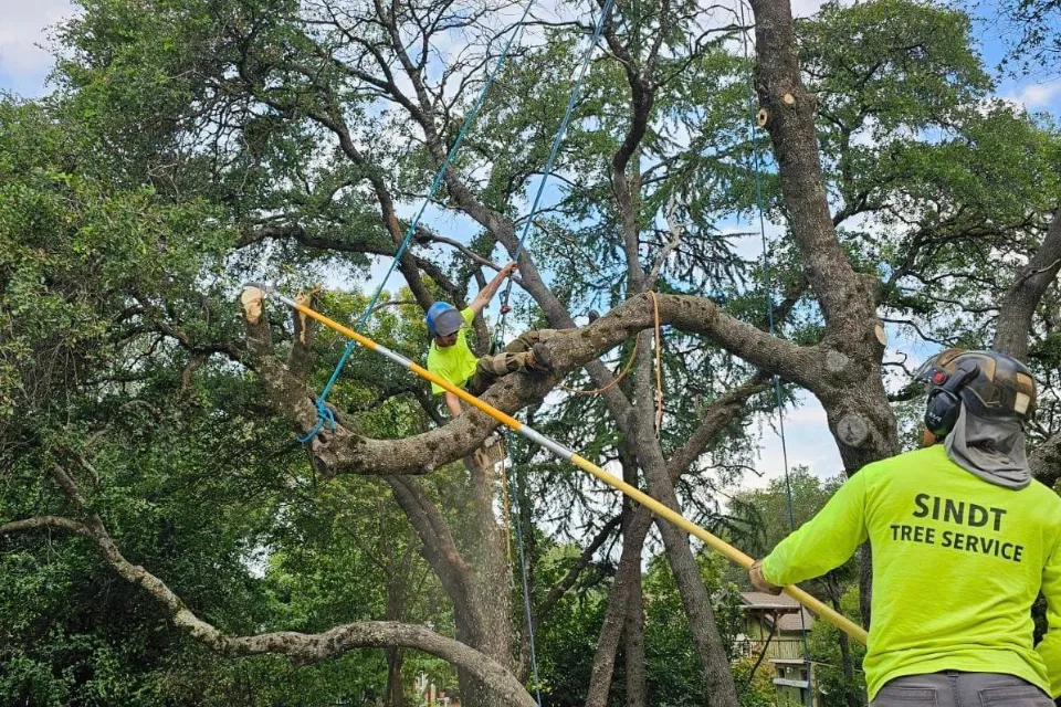 tree trimming auburn