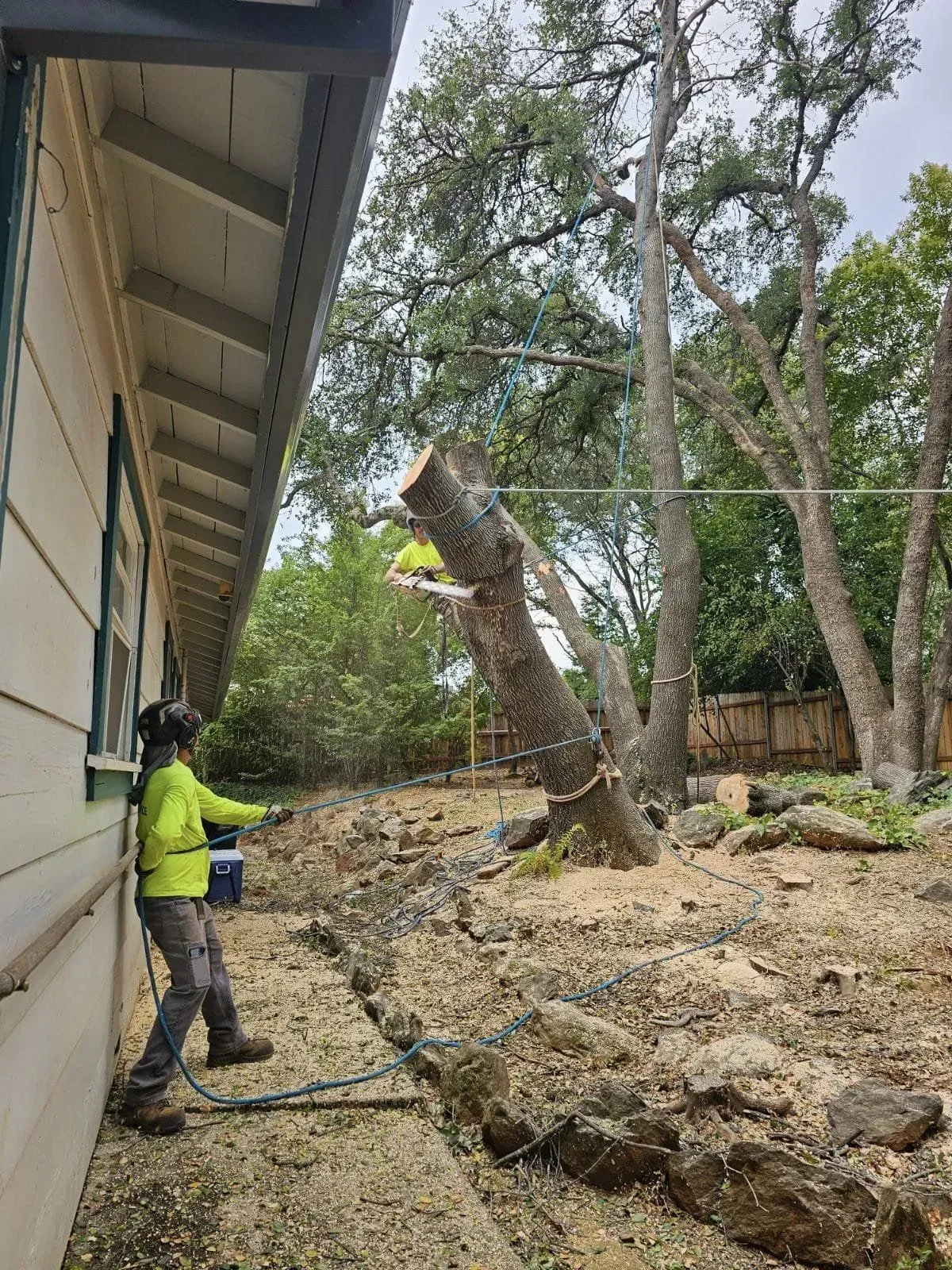 tree removal auburn ca