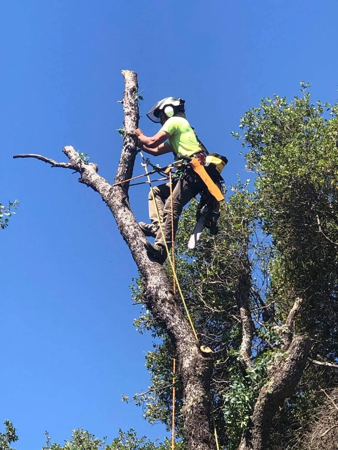 tree service auburn california