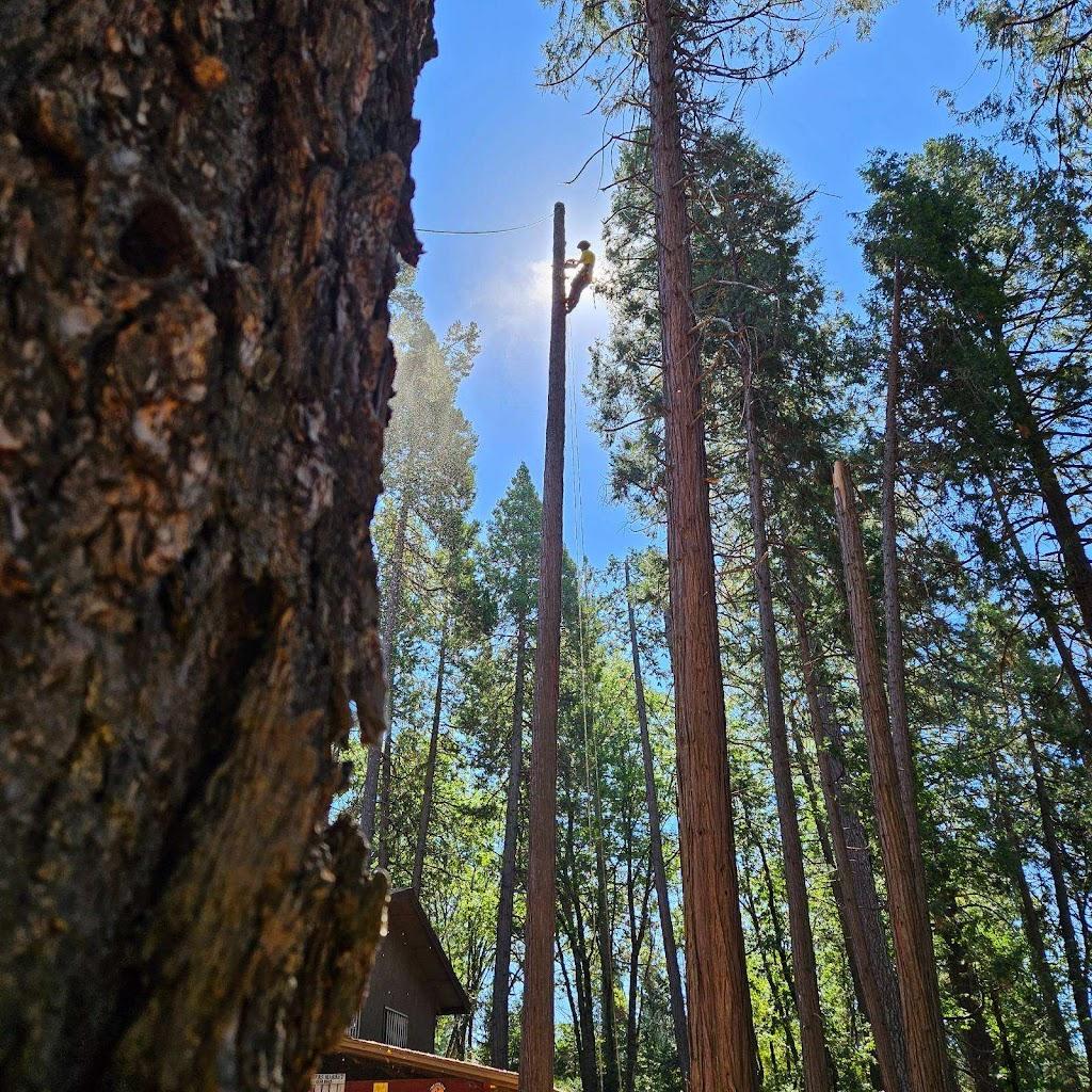 tree service lincoln california