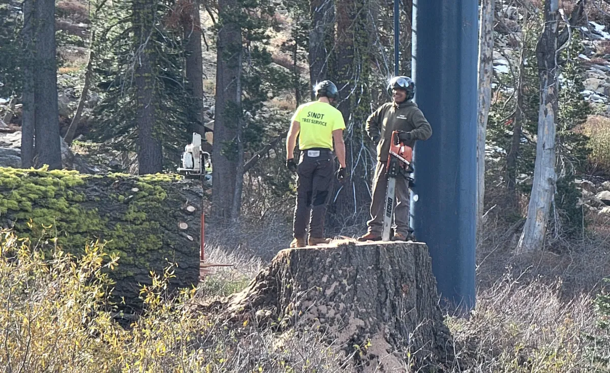 tree service lincoln california