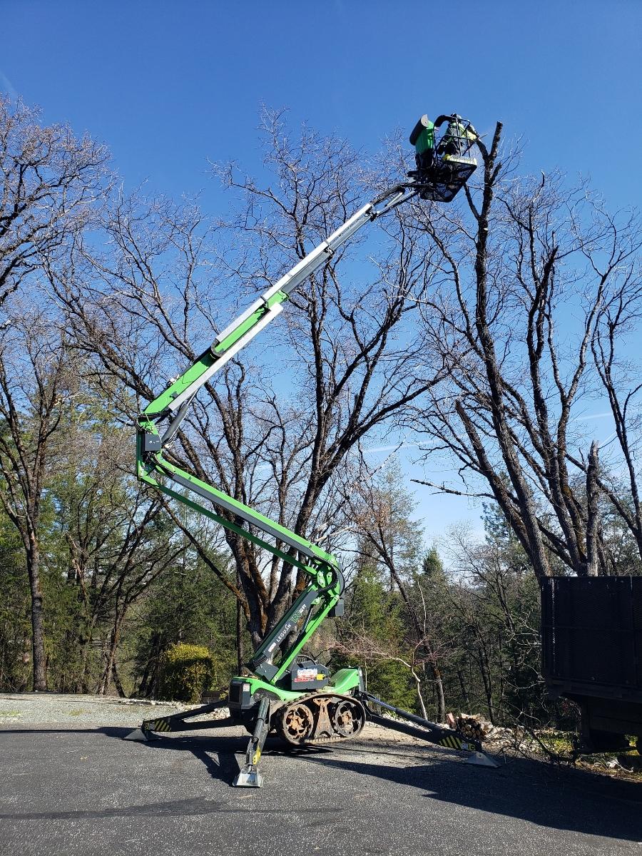 tree service auburn california