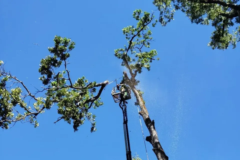 tree pruning auburn