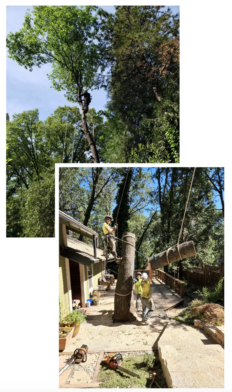 tree removal near me