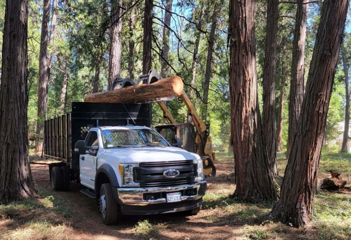 tree service auburn california