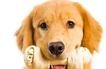 Pet Dental Services Lodi CA