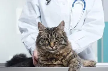 Advanced Veterinary Treatments Lodi CA