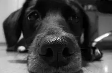 Emergency Pet Care Lodi CA