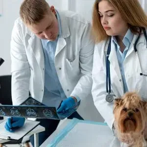  Pet Reproductive Health Services Lodi CA