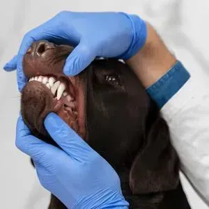 Breeding Services at Lodi Animal Hospital