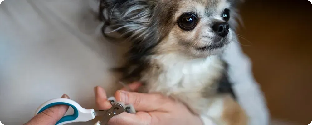 Dog Cat Nail Trimming Lodi CA