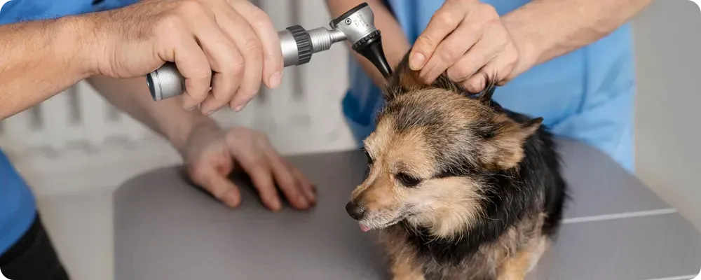 Dog Ear Examination Lodi CA