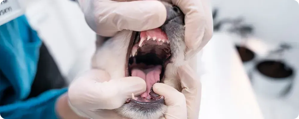 Cat Dental Care Lodi CA