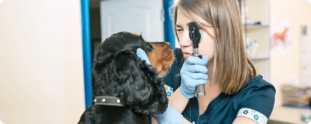 Pet Microchipping in Lodi CA
