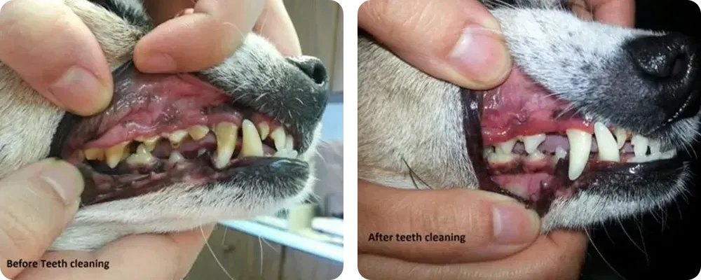 Dog Dental Care Lodi CA
