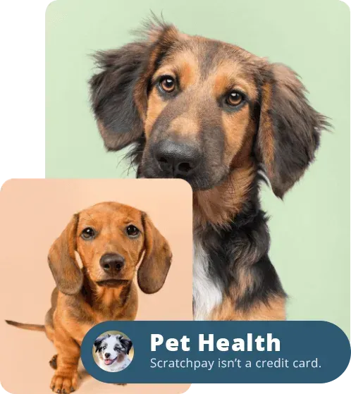 Pet Health Checkups Lodi CA