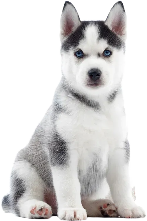 Payment Options at Lodi Animal Hospital