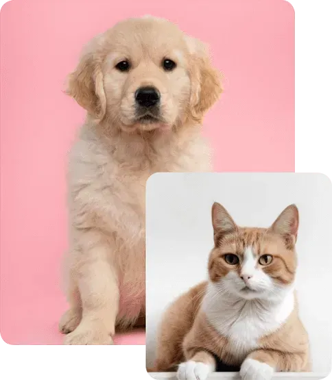 Payment Options at Lodi Animal Hospital