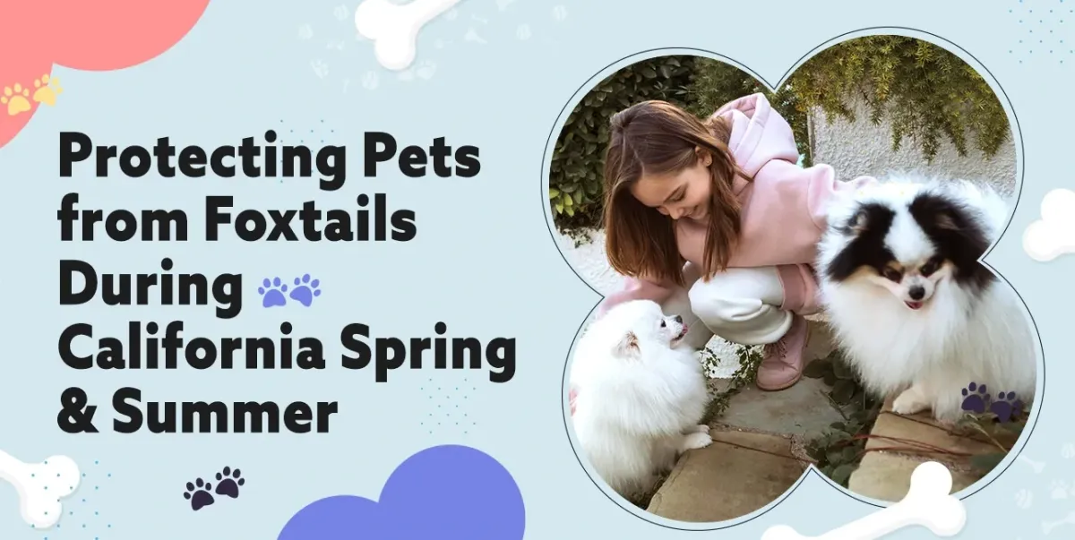 Protecting Pets from Foxtails in Lodi, CA | Signs, Risks & Vet Treatment