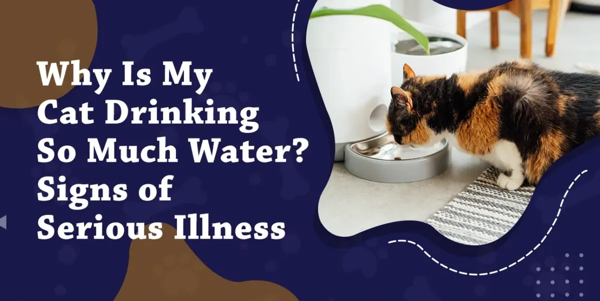 Why Is My Cat Drinking So Much Water? Signs of Serious Illness