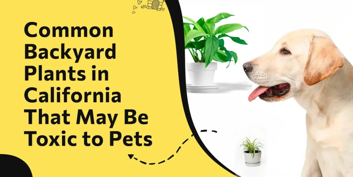 Common Backyard Plants in California That May Be Toxic to Pets | Lodi Animal Hospital