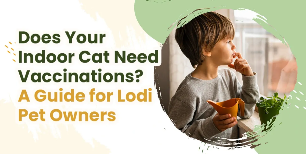 Do Indoor Cats Need Vaccines? | Lodi Animal Hospital