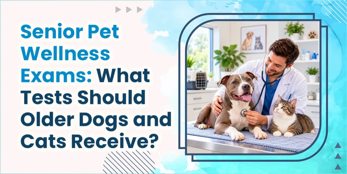 Senior Pet Wellness Exams & Tests | Lodi Animal Hospital