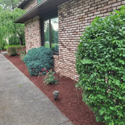 Shrubbery installed by Tyler Anthony Group