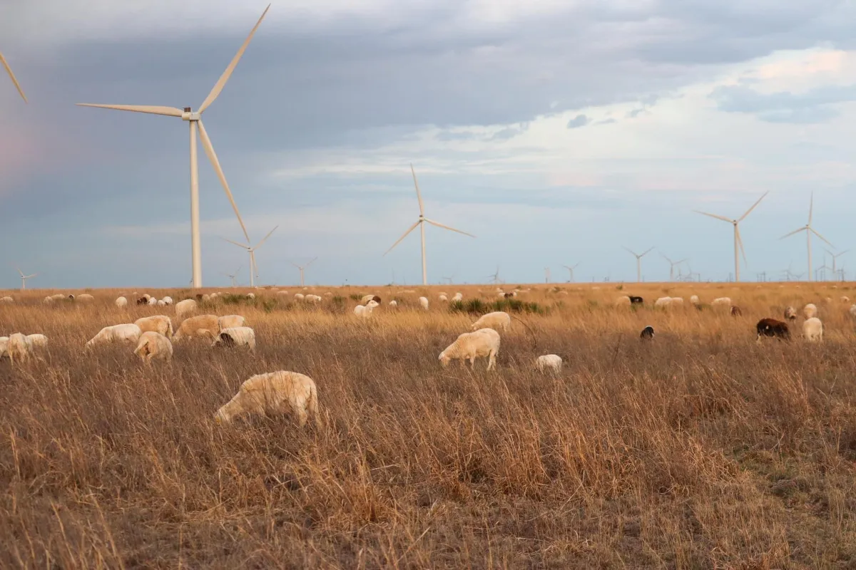 Land Pulse Livestock & Crop Consulting