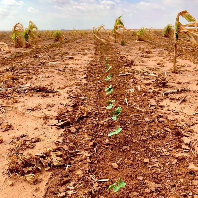 Land Pulse Livestock & Crop Consulting