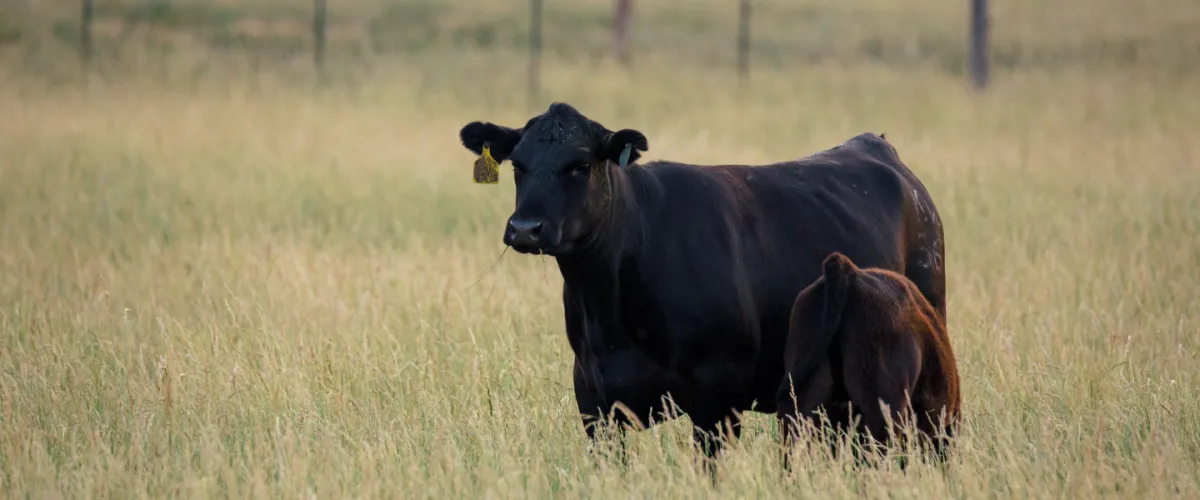 Land Pulse Livestock & Crop Consulting